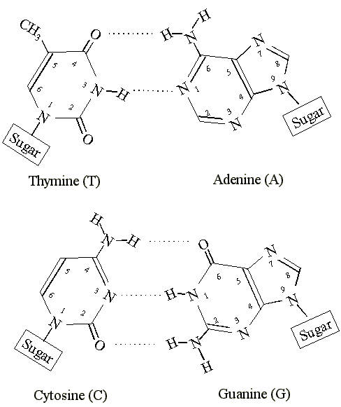 Рнк гуанин цитозин. Аденин Тимин. Аденин гуанин. Аденин и гуанин связь. Аденин + Тимин реакция.